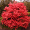 Acer palmatum Shindeshojo