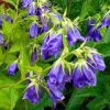 Campanula Kent Belle