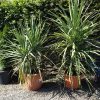 Cordyline australis