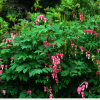 Dicentra spectabilis