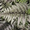 Athyrium nipponicum Pictum