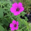 Geranium Red Admiral