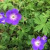 Geranium Rozanne