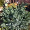 Juniperus squamata Blue Star