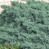 Juniperus squamata Blue Carpet