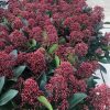 Skimmia japonica Rubella