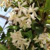 Trachelospermum jasminoides