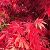 Acer palmatum Osakazuki