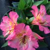 Alstroemeria Inticancha Pink