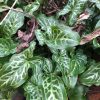 Arum italicum Pictum