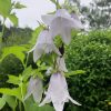 Campanula Iridescent Bells