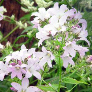 Campanula lactiflora