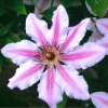 Clematis Nelly Moser