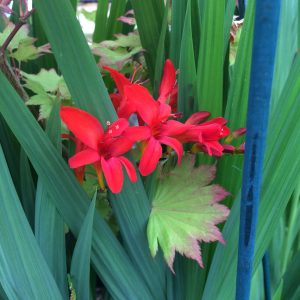 Crocosmia Lucifer