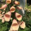 Digitalis Sutton's Apricot