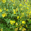 Hypericum patulum Hidcote