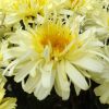 Leucanthemum Real Charmer