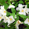 Philadelphus lemoinei Belle Etoile