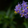 Solanum crispum Glasnevin