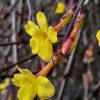 Jasmine nudiflorum