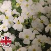 Aubrieta Regado White