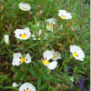 Cistus purpureus Alan Fradd