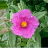 Cistus x pulverulentus Sunset