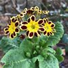 Primula Gold Lace