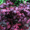 Acer palmatum Bloodgood