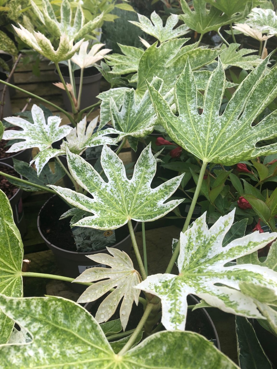 Fatsia japonica Spider's Web - Woodfields Nursery