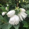 Philadelphus Snowbelle