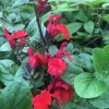 Salvia Royal Bumble