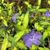 Vinca minor Illumination