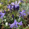 Agapanthus africanus Charlotte