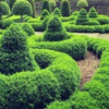 Buxus sempervirens