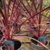 Cordyline australis Charlie Boy