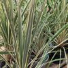 Cordyline australis Torbay Dazzler