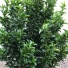 Euonymus Green Spire