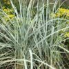 Elymus hispidus