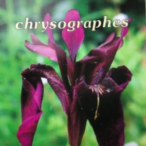 Iris chrysographes