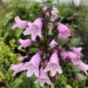 Penstemon Dakota burgundy