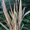 Phormium Alison Blackman