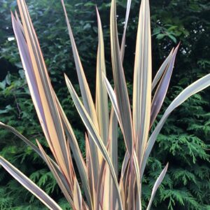 Phormium Alison Blackman