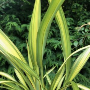 Phormium Yellow Wave