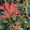 Pieris Forest Flame