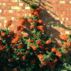 Pyracantha Orange Glow