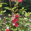 Salvia Hot Lips bundle