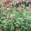 Salvia Hot Lips Offer