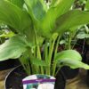 Zantedeschia aethiopica Cowborough