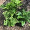 Summer Perennial Plant Bundle